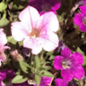 Meet your Posher, Wesley